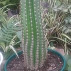 Collecion de valeria106631