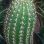 Collecion de valeria106631