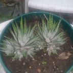 Collecion de valeria106631