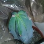 Collecion de valeria106631
