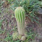 Collecion de valeria106631