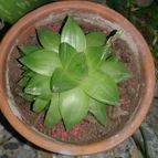 Collecion de valeria106631