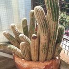 Collecion de valeria106631