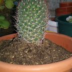 Collecion de valeria106631