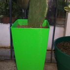 Collecion de valeria106631