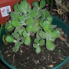 Collecion de valeria106631