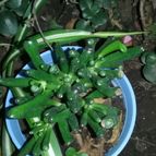 Collecion de valeria106631