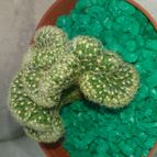 Collecion de valeria106631
