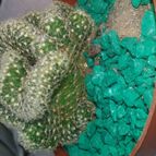 Collecion de valeria106631