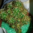 Collecion de valeria106631