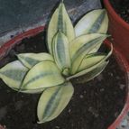 Collecion de valeria106631