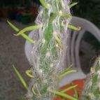 Collecion de valeria106631