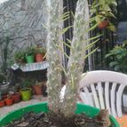 Collecion de valeria106631