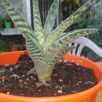 Collecion de valeria106631