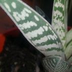 Collecion de valeria106631