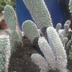 Collecion de valeria106631