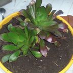 Collecion de valeria106631