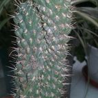 Collecion de valeria106631