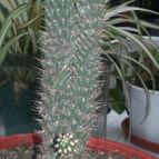 Collecion de valeria106631