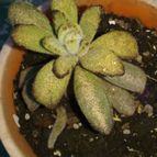 Collecion de valeria106631