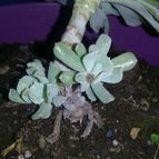 Collecion de valeria106631
