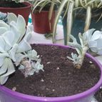 Collecion de valeria106631