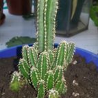 Collecion de valeria106631