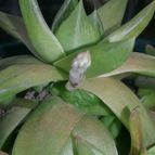 Collecion de valeria106631