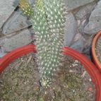 Collecion de valeria106631