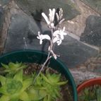 Collecion de valeria106631