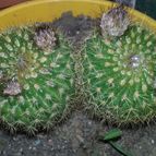 Collecion de valeria106631
