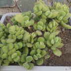 Collecion de valeria106631