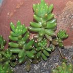 Collecion de valeria106631