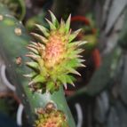 Collecion de valeria106631