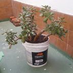 Collecion de valeria106631