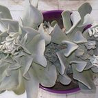 Collecion de valeria106631