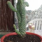 Collecion de valeria106631