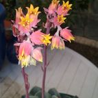 Collecion de valeria106631