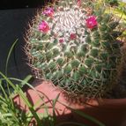 Collecion de valeria106631