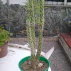 Collecion de valeria106631