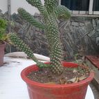 Collecion de valeria106631
