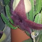 Collecion de valeria106631