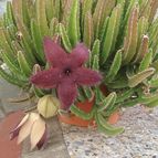 Collecion de valeria106631