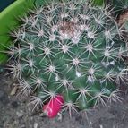 Collecion de valeria106631