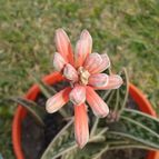 Collecion de valeria106631