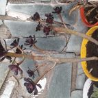 Collecion de valeria106631
