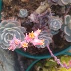 Collecion de valeria106631