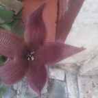 Collecion de valeria106631