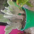 Collecion de valeria106631