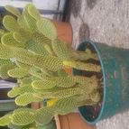 Collecion de valeria106631